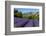 View of Village of Aurel with Field of Lavander in Bloom, Provence, France-Stefano Politi Markovina-Framed Photographic Print