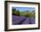 View of Village of Aurel with Field of Lavander in Bloom, Provence, France-Stefano Politi Markovina-Framed Photographic Print