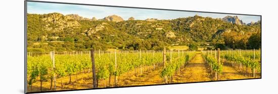 View of vineyard and mountainous background near Arzachena, Sardinia, Italy, Mediterranean, Europe-Frank Fell-Mounted Photographic Print