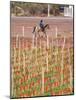 View of Vineyards and Mountain, Bodega Del Anelo Winery, Finca Roja, Neuquen, Patagonia, Argentina-Per Karlsson-Mounted Photographic Print