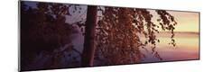 Photographic Print