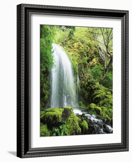 View of Waterfall, Columbia River Gorge, Mt Hood National Forest, Oregon, USA-Stuart Westmorland-Framed Photographic Print