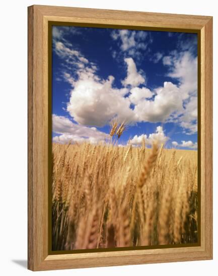 View of Wheat Field, Palouse, Washington State, USA-Stuart Westmorland-Framed Premier Image Canvas