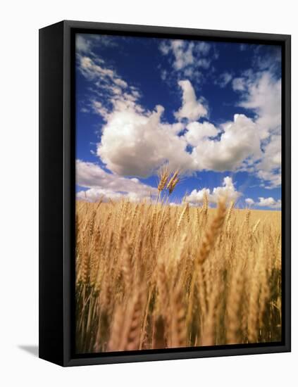 View of Wheat Field, Palouse, Washington State, USA-Stuart Westmorland-Framed Premier Image Canvas