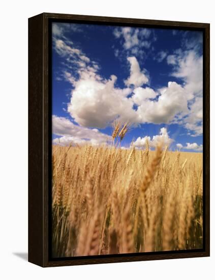 View of Wheat Field, Palouse, Washington State, USA-Stuart Westmorland-Framed Premier Image Canvas