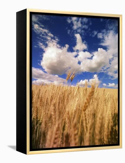 View of Wheat Field, Palouse, Washington State, USA-Stuart Westmorland-Framed Premier Image Canvas
