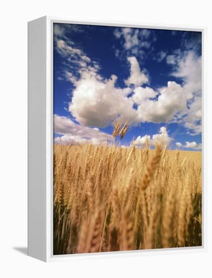 View of Wheat Field, Palouse, Washington State, USA-Stuart Westmorland-Framed Premier Image Canvas