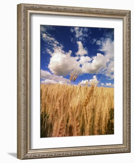 View of Wheat Field, Palouse, Washington State, USA-Stuart Westmorland-Framed Photographic Print