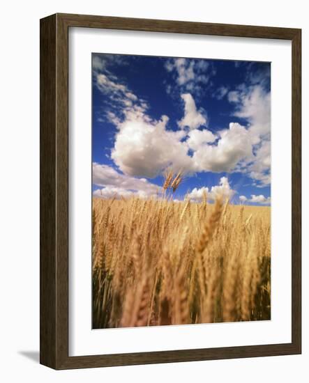 View of Wheat Field, Palouse, Washington State, USA-Stuart Westmorland-Framed Photographic Print