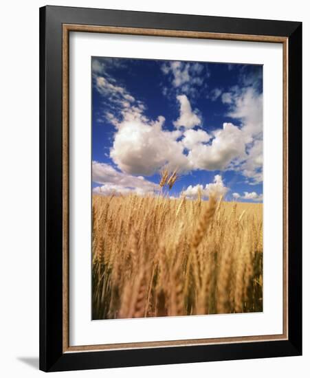 View of Wheat Field, Palouse, Washington State, USA-Stuart Westmorland-Framed Photographic Print