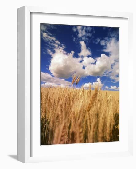 View of Wheat Field, Palouse, Washington State, USA-Stuart Westmorland-Framed Photographic Print