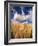 View of Wheat Field, Palouse, Washington State, USA-Stuart Westmorland-Framed Photographic Print