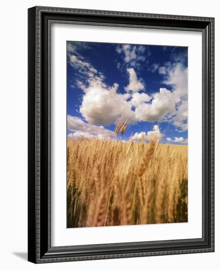 View of Wheat Field, Palouse, Washington State, USA-Stuart Westmorland-Framed Photographic Print