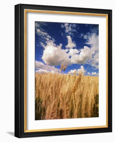 View of Wheat Field, Palouse, Washington State, USA-Stuart Westmorland-Framed Photographic Print