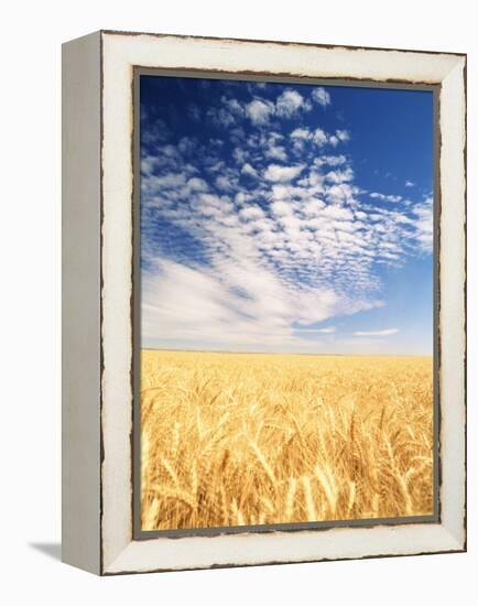 View of Wheat Field, Palouse, Washington State, USA-Stuart Westmorland-Framed Premier Image Canvas