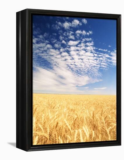 View of Wheat Field, Palouse, Washington State, USA-Stuart Westmorland-Framed Premier Image Canvas