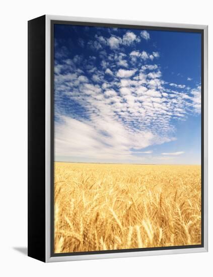 View of Wheat Field, Palouse, Washington State, USA-Stuart Westmorland-Framed Premier Image Canvas