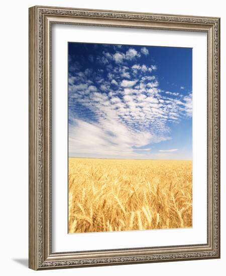 View of Wheat Field, Palouse, Washington State, USA-Stuart Westmorland-Framed Photographic Print