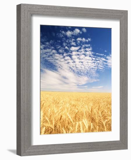 View of Wheat Field, Palouse, Washington State, USA-Stuart Westmorland-Framed Photographic Print