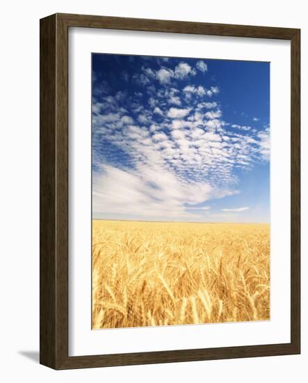 View of Wheat Field, Palouse, Washington State, USA-Stuart Westmorland-Framed Photographic Print