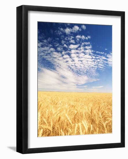 View of Wheat Field, Palouse, Washington State, USA-Stuart Westmorland-Framed Photographic Print