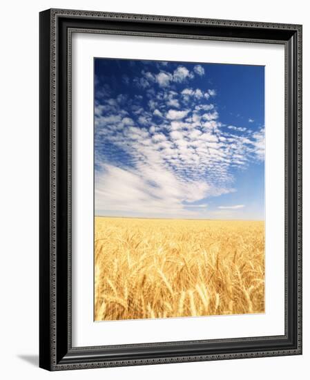 View of Wheat Field, Palouse, Washington State, USA-Stuart Westmorland-Framed Photographic Print