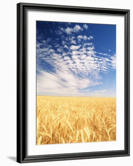 View of Wheat Field, Palouse, Washington State, USA-Stuart Westmorland-Framed Photographic Print