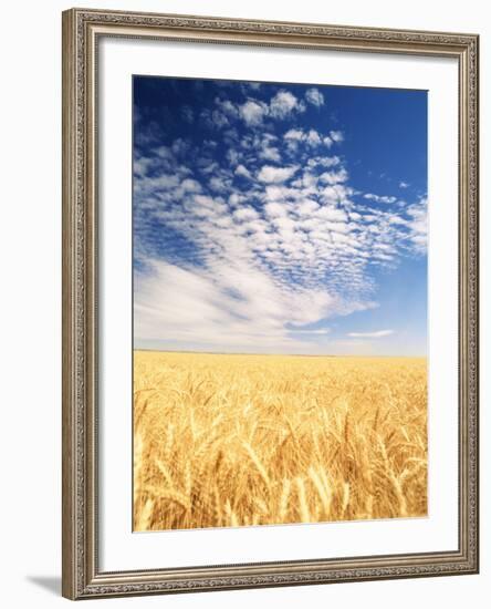 View of Wheat Field, Palouse, Washington State, USA-Stuart Westmorland-Framed Photographic Print