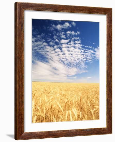 View of Wheat Field, Palouse, Washington State, USA-Stuart Westmorland-Framed Photographic Print