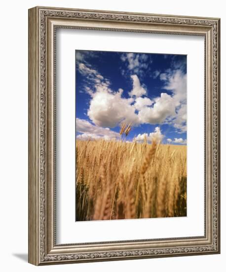 View of Wheat Field, Palouse, Washington State, USA-Stuart Westmorland-Framed Photographic Print