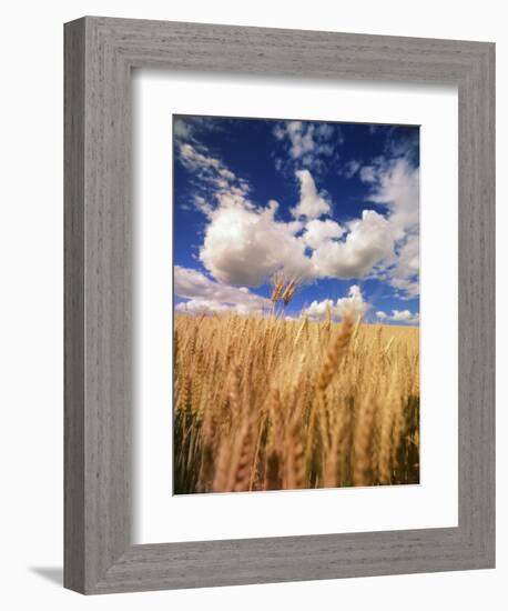 View of Wheat Field, Palouse, Washington State, USA-Stuart Westmorland-Framed Photographic Print