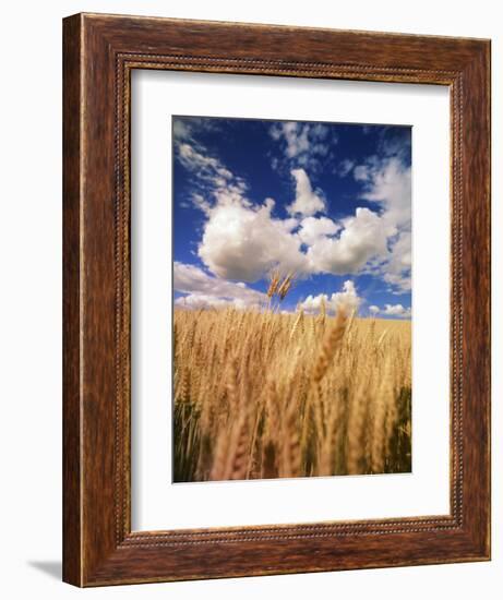 View of Wheat Field, Palouse, Washington State, USA-Stuart Westmorland-Framed Photographic Print