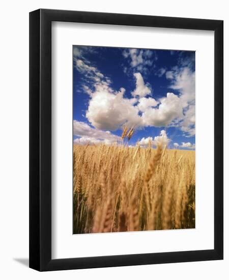 View of Wheat Field, Palouse, Washington State, USA-Stuart Westmorland-Framed Photographic Print