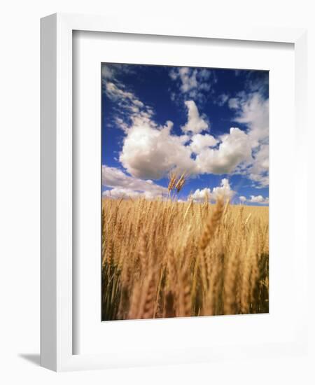 View of Wheat Field, Palouse, Washington State, USA-Stuart Westmorland-Framed Photographic Print