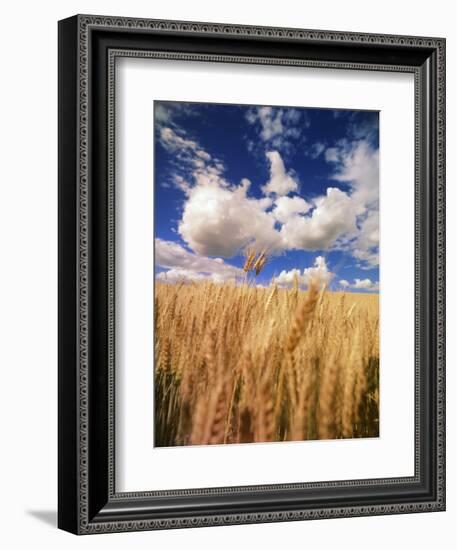 View of Wheat Field, Palouse, Washington State, USA-Stuart Westmorland-Framed Photographic Print