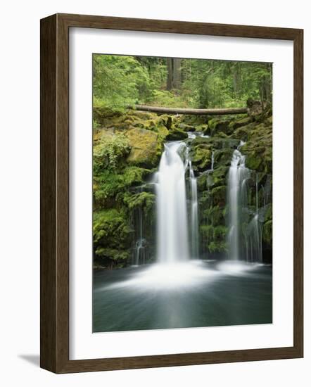 View of Whitehorse Falls, Umpqua National Forest, Oregon, USA-Dennis Flaherty-Framed Photographic Print