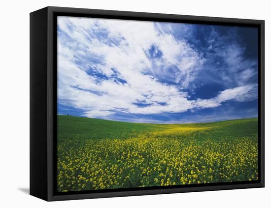 View of Wild Mustard Flowers Field, Washington, USA-Adam Jones-Framed Premier Image Canvas