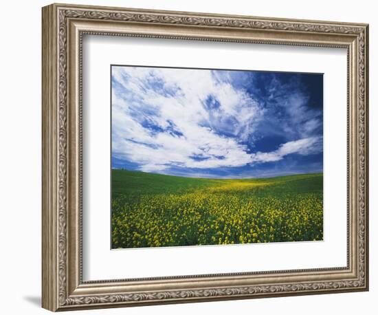 View of Wild Mustard Flowers Field, Washington, USA-Adam Jones-Framed Photographic Print