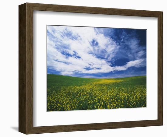 View of Wild Mustard Flowers Field, Washington, USA-Adam Jones-Framed Photographic Print