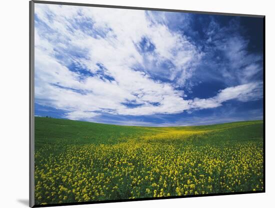 View of Wild Mustard Flowers Field, Washington, USA-Adam Jones-Mounted Photographic Print