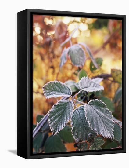 View of Winter Frost on Blackberry Leaf, Stevens Pass, Washington State, USA-Stuart Westmorland-Framed Premier Image Canvas