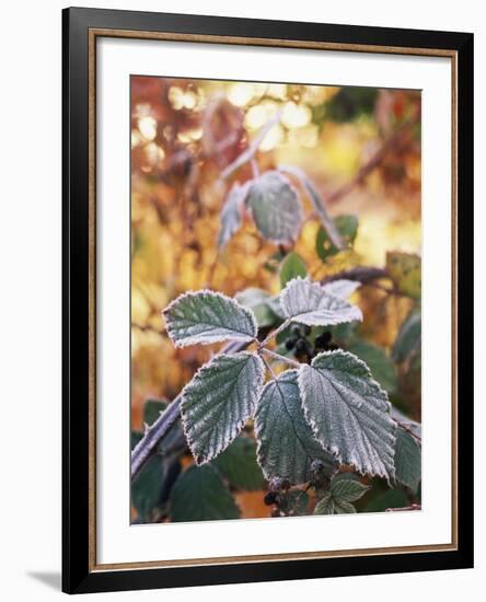 View of Winter Frost on Blackberry Leaf, Stevens Pass, Washington State, USA-Stuart Westmorland-Framed Photographic Print
