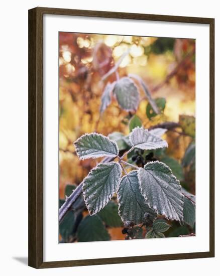 View of Winter Frost on Blackberry Leaf, Stevens Pass, Washington State, USA-Stuart Westmorland-Framed Photographic Print