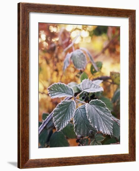 View of Winter Frost on Blackberry Leaf, Stevens Pass, Washington State, USA-Stuart Westmorland-Framed Photographic Print