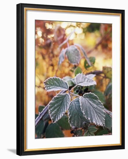 View of Winter Frost on Blackberry Leaf, Stevens Pass, Washington State, USA-Stuart Westmorland-Framed Photographic Print