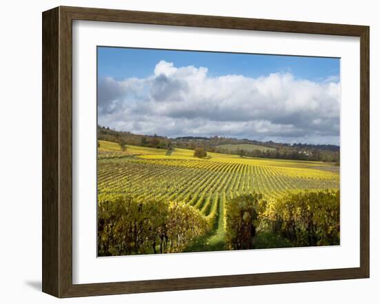 View over Autumn Vines at Denbies Vineyard, Near Dorking, Surrey, England, United Kingdom, Europe-John Miller-Framed Photographic Print