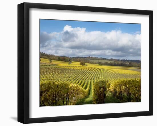 View over Autumn Vines at Denbies Vineyard, Near Dorking, Surrey, England, United Kingdom, Europe-John Miller-Framed Photographic Print