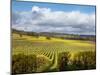 View over Autumn Vines at Denbies Vineyard, Near Dorking, Surrey, England, United Kingdom, Europe-John Miller-Mounted Photographic Print