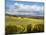 View over Autumn Vines at Denbies Vineyard, Near Dorking, Surrey, England, United Kingdom, Europe-John Miller-Mounted Photographic Print