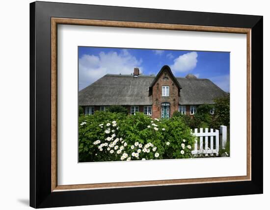 View over Garden Gate and Hedge with Flowering Oxeye Daisies-Uwe Steffens-Framed Photographic Print